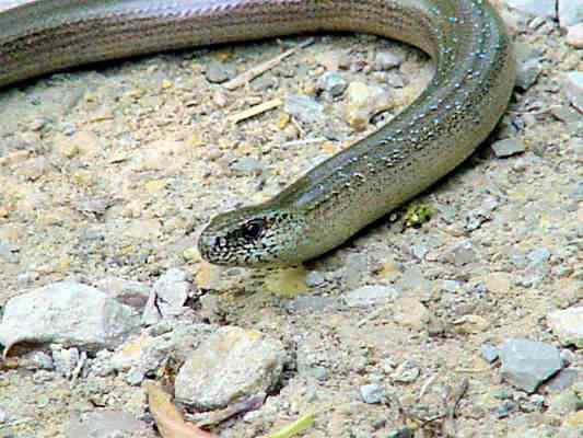 Blindschleiche bei Riedenburg im Altmühltal