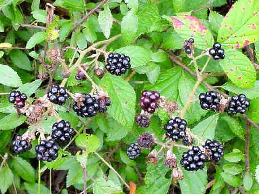 Brombeeren in Riedenburg im Altmühltal