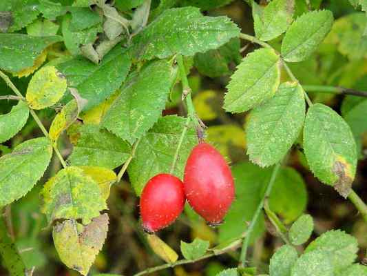 Heckenrose bei Riedenburg im Altmühltal