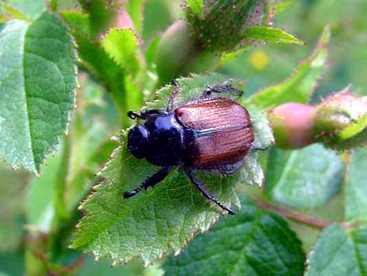 Käfer bei Riedenburg im Altmühltal