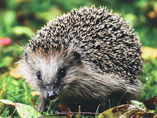 Igel im Altmühltal