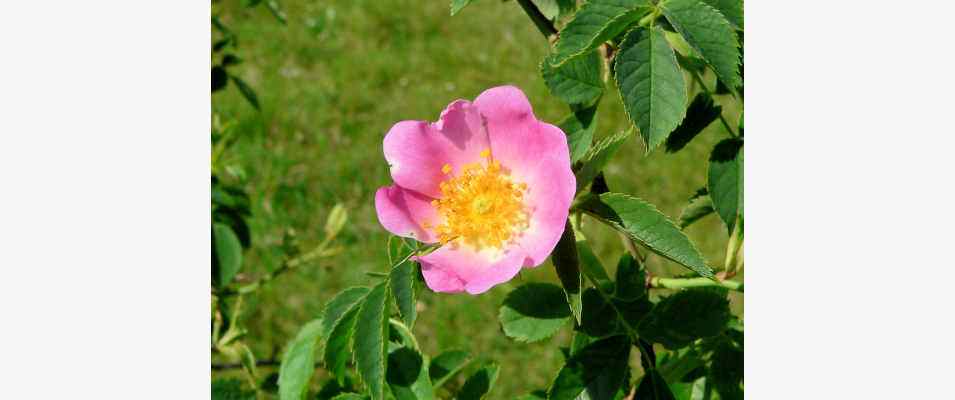 Heckenrose bei Dietfurt