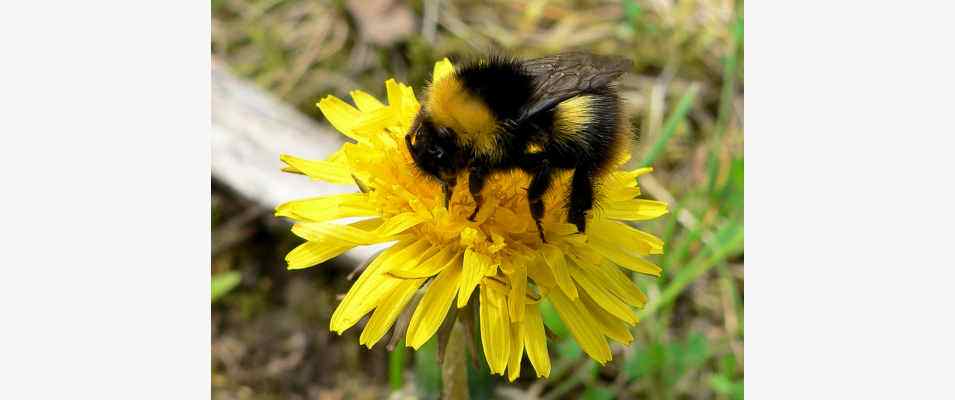 Hummel auf Blume bei Riedenburg