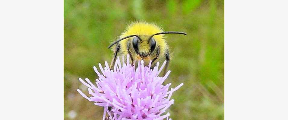 Vorderansich einer Hummel