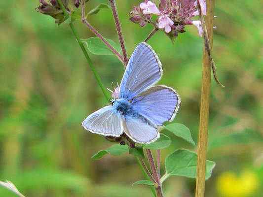 Schmetterling auf Magerrasen im Altmühltal