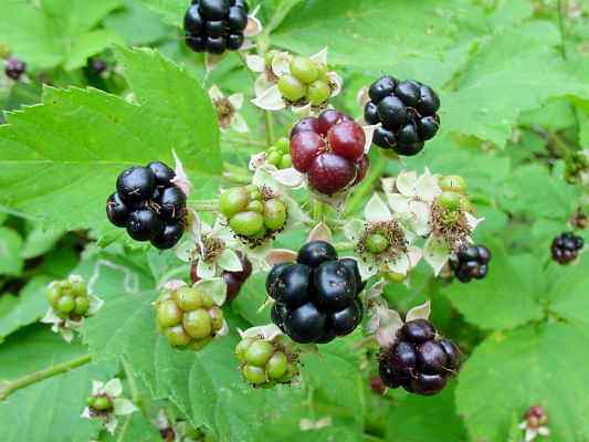 Brombeeren bei Riedenburg im Altmühltal