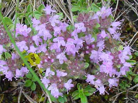 Thymian bei Greding im Altmühltal