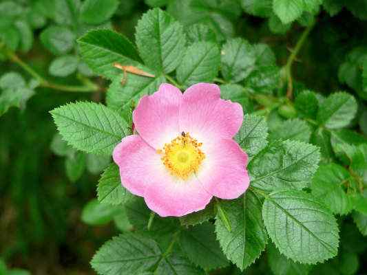 Hundsrose bei Greding im Altmühltal