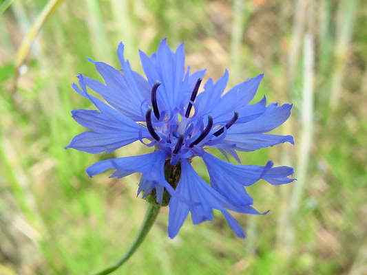 Kornblume bei Bad Gögging im Altmühltal