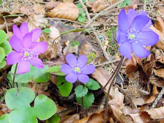 Leberblümchen bei Riedenburg im Altmühltal