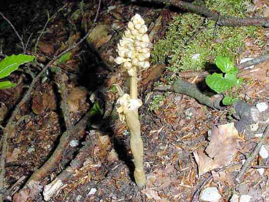 Nestwurz bei Essing im Altmühltal