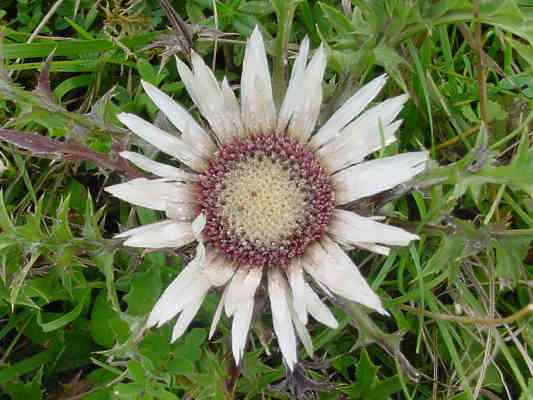 Silberdistel bei Beilngries im Altmühltal