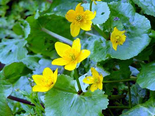 Sumpf-Dotterblume bei Walting im Altmühltal