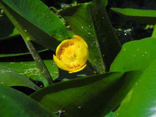 Teichrose im Altmühltal bei Riedenburg