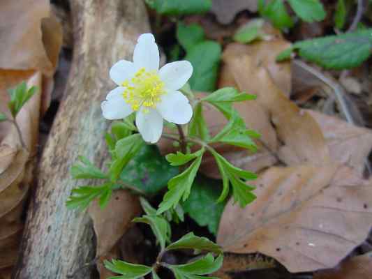 Waldmeister-Buchenwald im Altmühltal