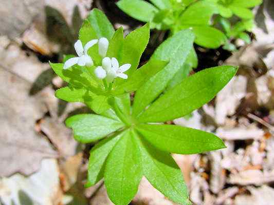 Waldmeister bei Kelheim im Altmühltal