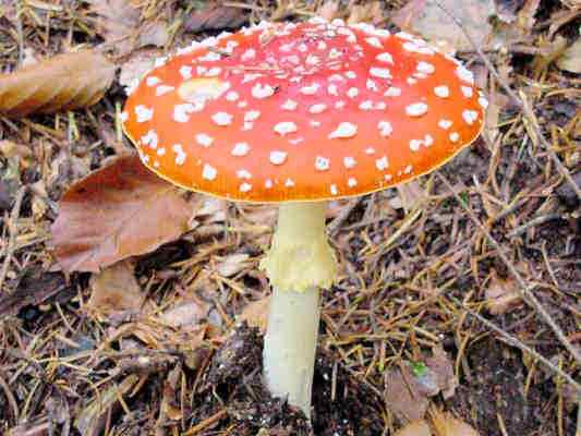 Fliegenpilz bei Riedenburg im Altmühltal