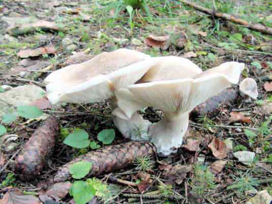 Pilz im Nadelwald im Naturpark Altmühltal