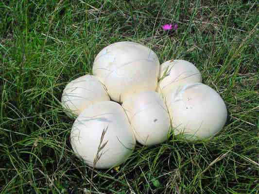 Pilz Schirmling im Altmühltal