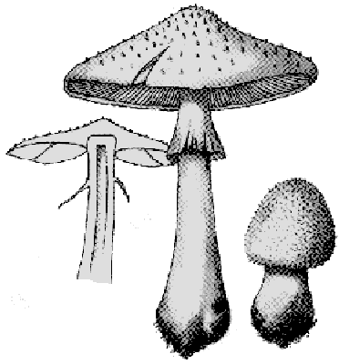 Pilzart Schirmlinge im Altmühltal