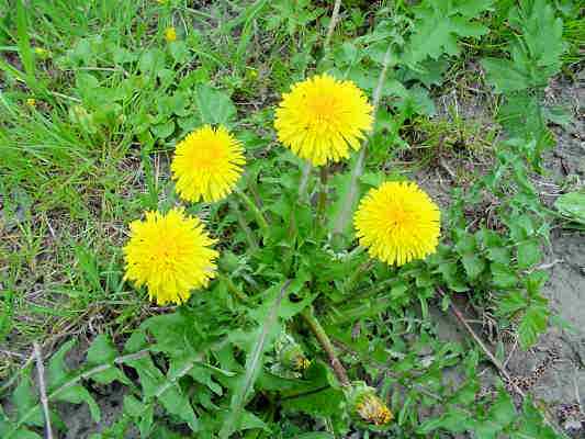 Löwenzahn auf einer Blumenwiese bei Kelheim im Naturpark Altmühltal