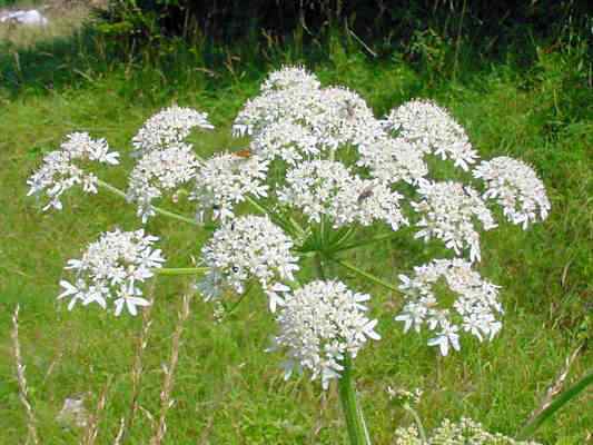 Wiesen-Bärenklau auf einer Blumenwiese bei Kelheim im Naturpark Altmühltal