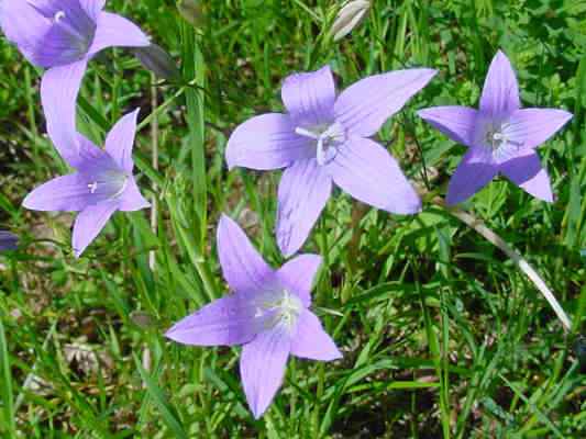 Wiesenglockenblume bei Riedenburg im Altmühltal