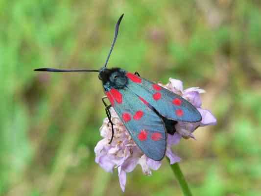 Schmetterling bei Riedenburg im Naturpark Altmühltal