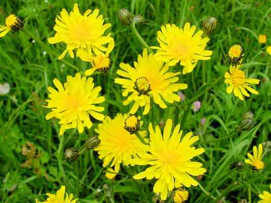 Wiesenpippau bei Dietfurt an der Altmühl im Naturpark Altmühltal