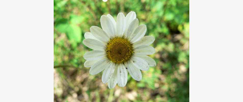 Blumen bei Riedenburg im Naturpark Altmühltal