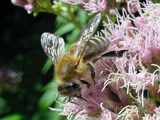 Wildbienen im Naturpark Altmühltal