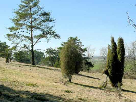 Heidelandschaft bei Abensberg im Hopfenland Hallertau