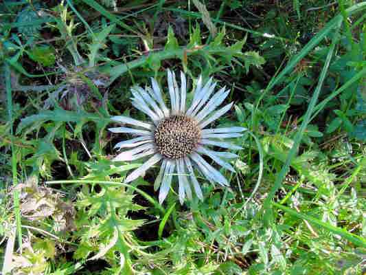 Silberdistel im Naturschutzgebiet bei Bad Gögging