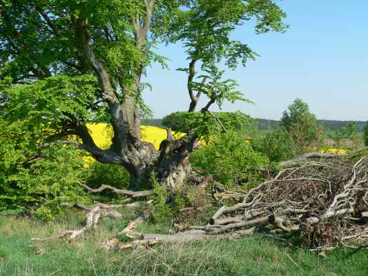 Bavariabuche 2007 bei Altmannstein