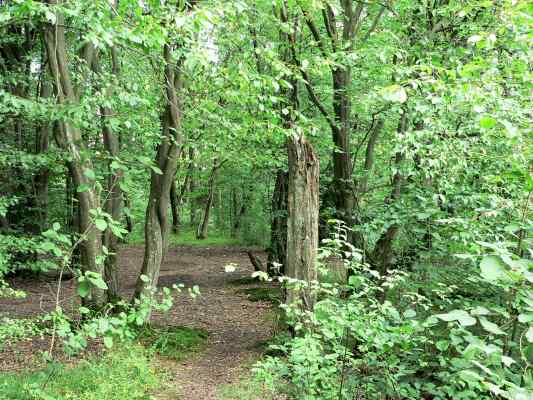 Funktionen unseres Waldes bei Altmannstein