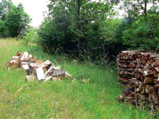 Buche überzeugt durch ihre Nutzung in Altmannstein