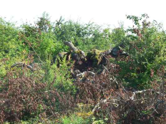 Verfall der Bavariabuche bei Altmannstein