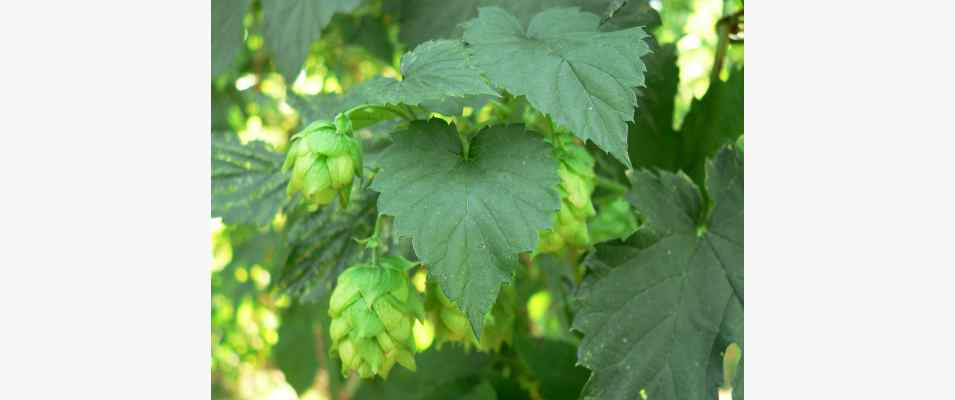 Hopfen bei Altmannstein im Naturpark Altmühltal