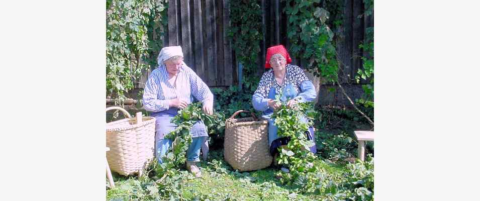 Hopfenzupfen in Tettenwang