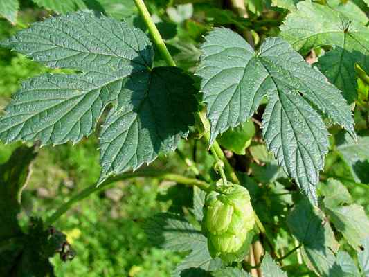 Hopfen am Hopfenlehrpfad in Altmannstein