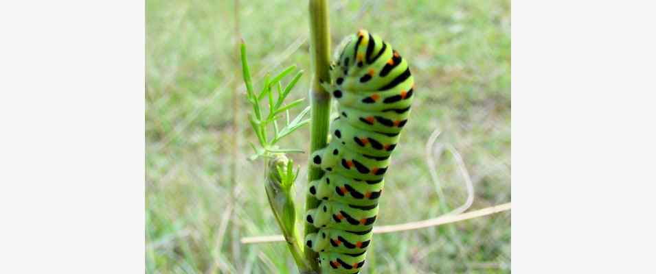 Raupe Schmetterling Schwalbenschwanz