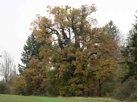 Tausendjährige Eiche bei Altmannstein im Naturpark Altmühltal