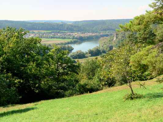 Enzian an Magerwiesen am Rundwanderweg Felsenweg bei Bad Abbach