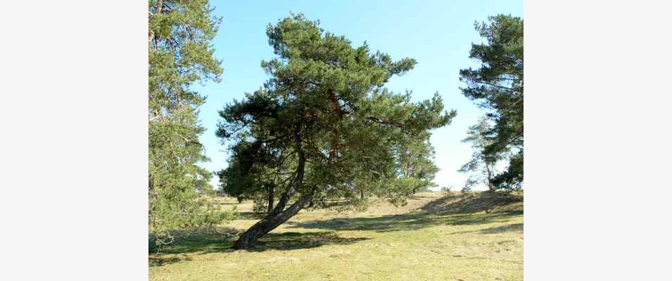 Naturschutzgebiet Sandharlandener Heide