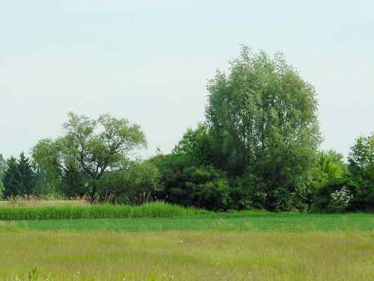 Heiligenstädter Moos bei Bad Gögging