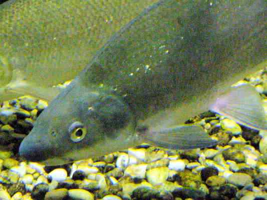 Fisch Nase in der Abens bei Bad Gögging