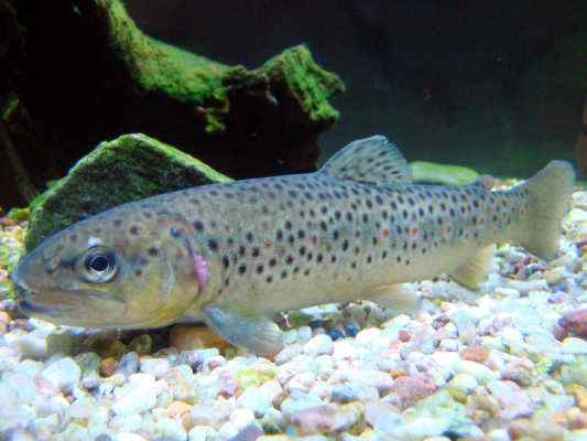 Bachforelle in Beilngries im Naturpark Altmühltal