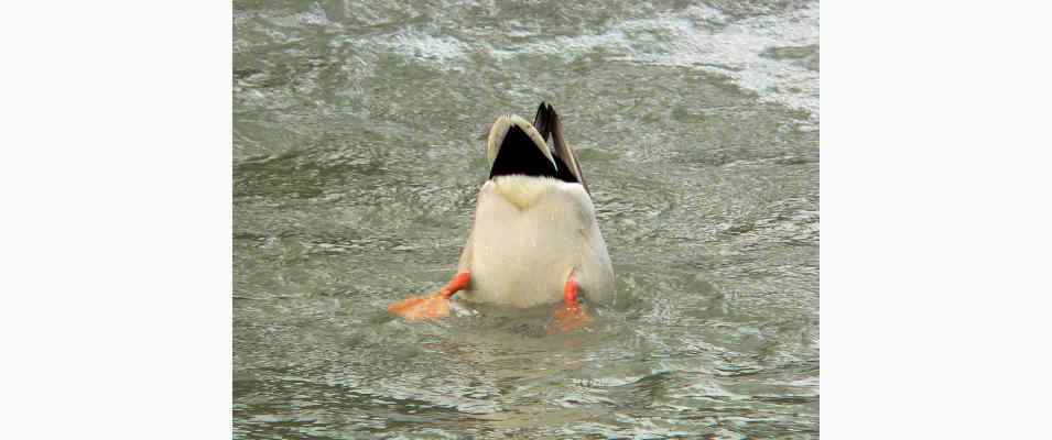 Stockente am Fisch- und Naturlehrpfad in Beingries im Altmühltal