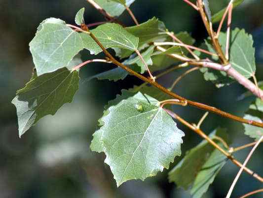 Zitterpappel im Naturpark Altmühltal bei Beilngries