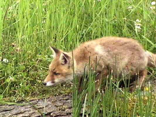 Fuchs bei Beilngries im Altmühltal